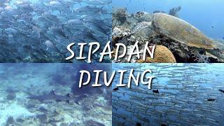 Sipadan Diving | East Malaysia | Oct 2022| Barracuda Point | South Point | Bohey Dulang | Mataking|