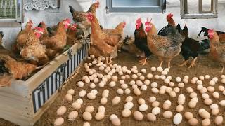 Effective Strategies for Raising Chickens for Eggs: Collect Eggs & Feed the Hens.