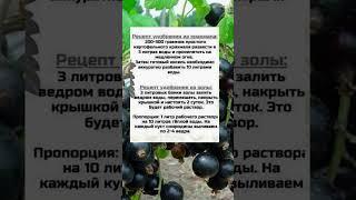 После Этих Подкормок Смородина Будет Осыпной! Вырастит Сладкая, с Рублевую Монету! #shorts