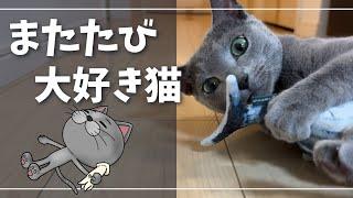 『追いまたたび』でキレッキレになる猫【ロシアンブルー】