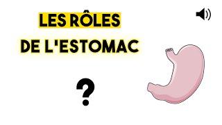 L'ESTOMAC - Anatomie et physiologie