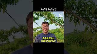 복숭아 실패없이 후숙하는 방법