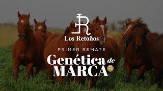 CABALLOS Y VIENTRES. UN REMATE DE MARCA