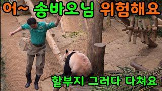 2025년 6월 24일 어~송바오님 위험해요   그러다 다치셔요. 에버랜드 판다월드 루이바오 후이바오