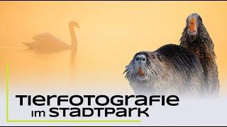 Tierfotografie im Stadtpark - Tipps und nützliche Infos