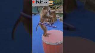 Make boring life interesting 2022 Part.17~monkey playing hula hoop#shorts #funny #monkey (猴子在玩呼啦圈)