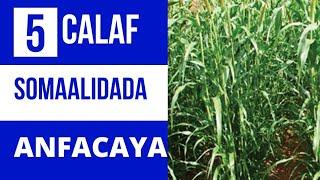 5ta Calafka Xoolaha Ugu fiican  La abuurto 2022 . 5 Best animal fodder crops to grow 2022