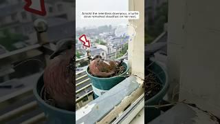 A woman helped the mother turtle dove to raise her babies #shorts #animals