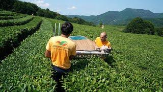 Tea production. Сбор и производство чая на Мацестинской чайной фабрике