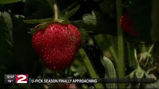 Strawberry season gets a late start in the Mohawk Valley