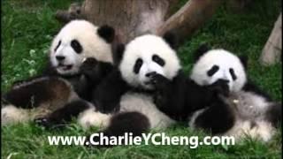 Charlie Y Cheng / Asia America Business Journal: Panda Heat, Chinese 101亚美商报