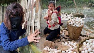 FULL VIDEO:17 Year Old Deaf Single Mother - Evil Black Guy Appears - Harvesting Duck Eggs |Lý Nhị Ca