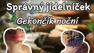 Jak správně krmit gekončíka nočního! + Vitamíny | Péče o gekončíky noční #1