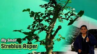 Bonsai Streblus Asper #bonsai #plants #bonsaitree