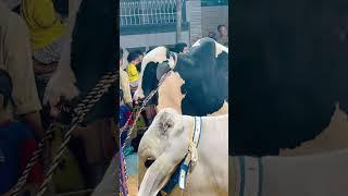 Big cows near continental bakery #bull #animals #cow #goat #cowlover