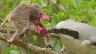 GREAT GREY SHRIKE - butcher bird nest