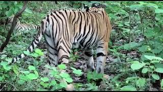 Bold n curious tiger cubs from Tadoba