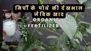 "Mirchi Plant Care: Fertilizer Tips for Thriving Chili Plants#TGMGardening Care Tips