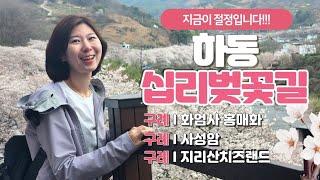 [하동 십리벚꽃길, 구례여행] 야경이 황홀한 하동 십리벚꽃길 | 수직절벽위의 암자 사성암 | 천연기념물 화엄사 홍매화 | 구만제 수선화