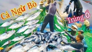 Mẻ Cá TRÚNG MÁNH Nhất Từ Trước Tới Giờ_Gặp Ngay Ổ Cá Ngừ Bò Đóng Seo Lưới_LƯỚI XÙ ĐẰM 6