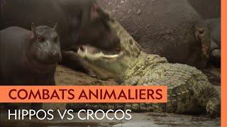 Crocodiles et hippopotames : deux titans et un ennemi commun