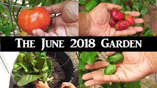 June Garden Tour - Harvests, Things To Do, Gardening Tips & A Lot More!