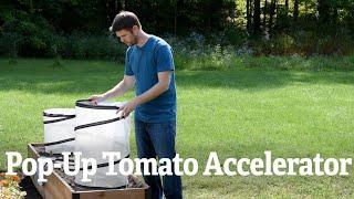 A Closer Look At The Pop-Up Tomato Accelerator | Gardener's Supply