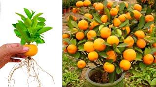 Great To Grow Orange tree Growing with Aloe Vera & children egg