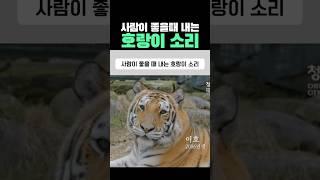 사람이 좋을때 내는 호랑이 소리 #호랑이 #동물