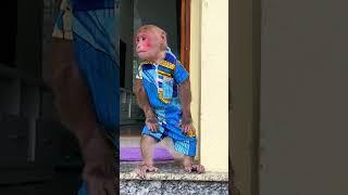 Bibi finds food for Lala when she is hungry #monkeybibi #shorts