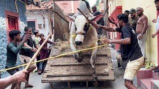 Angry Biggest cows of Ashir bhai unloading video 2024 #angrycow #angrycowvideo #cowunloading #trend