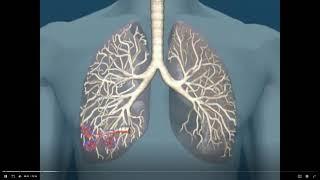 FOSS Science Video:  Respiratory System