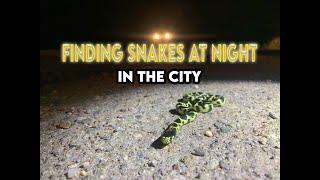 We found a lot of snakes in Tucson, AZ - at night.