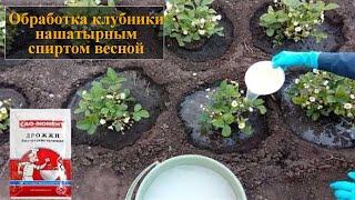 Подкормка клубники весной дрожжами