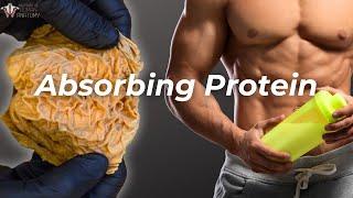 From Mouth to Muscle: How Your Body Absorbs Protein