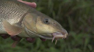 Pelety na ponorku 1 - lov parem na řece (Barbel feeder fishing with pellets)