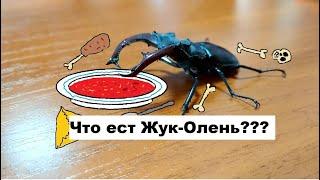 Как и чем кормить жука-оленя?