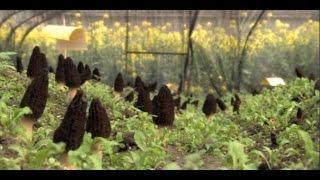 ABE - La production de morilles chinoises