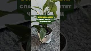 3 умных совета. Спатик зацветет через месяц#цветы#сад