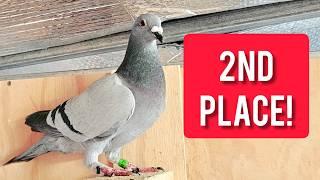 SO CLOSE TO WINNING! 410km Pigeon Race Arrivals