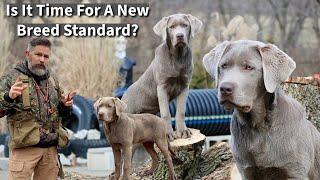 Labrador Retriever | Is It Time For A New Breed Standard?