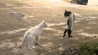 LOL Cats FAIL Compilation