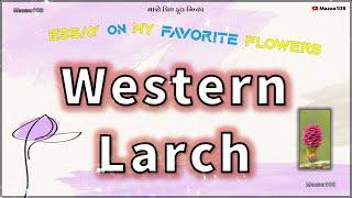 Western Larch , Western Larch Flower , Essay On Western Larch Flower , My Flower Western Larch