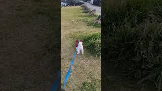 미세먼지매우나쁨, 강풍, 아침 바다 산책