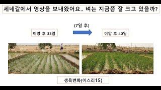 #111('22)_세네갈 벼, 일주일 전보다 벼는 얼마나 컷을까? #무효분얼