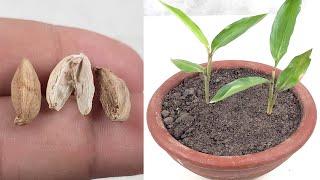 How to grow Cardamom plant from seed | How to grow Cardamom from seeds