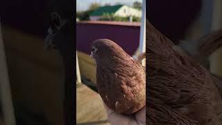 Крым Воробьёво! мои голуби!