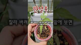 아기 단풍나무가 시들시들해지고 성장이 멈췄다면?