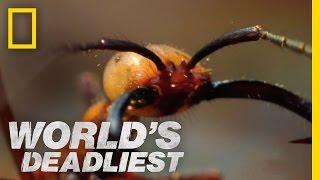 Army Ants Eat Everything | World's Deadliest