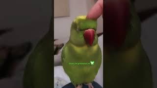 Cute Parrot Beatboxing The Birthday Song #pets #shorts #cute #birds #talkingparrot